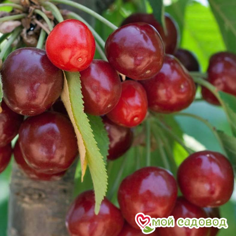 Вишня Стандарт Урала