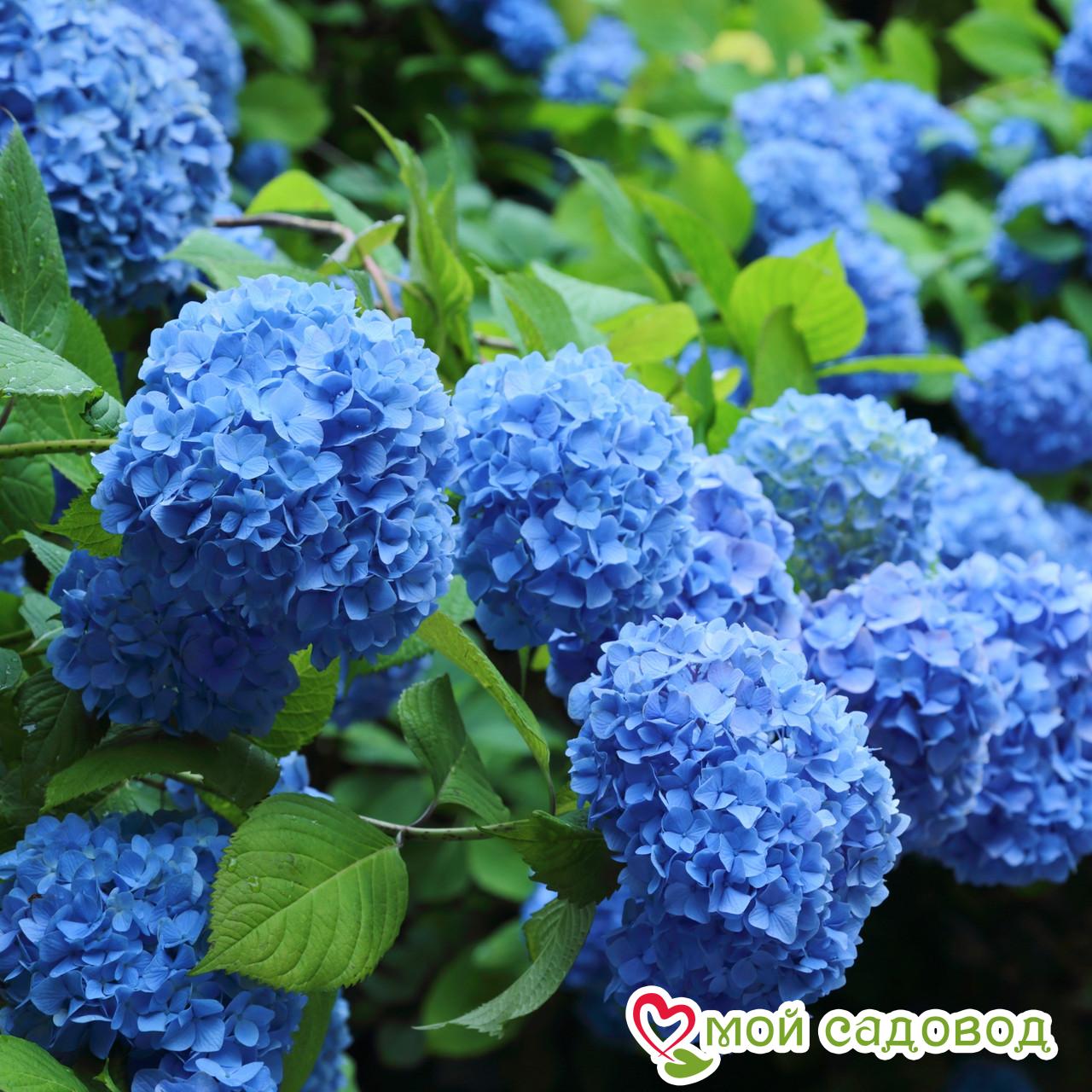 Гортензия крупнолистная Никко блю ЗКС