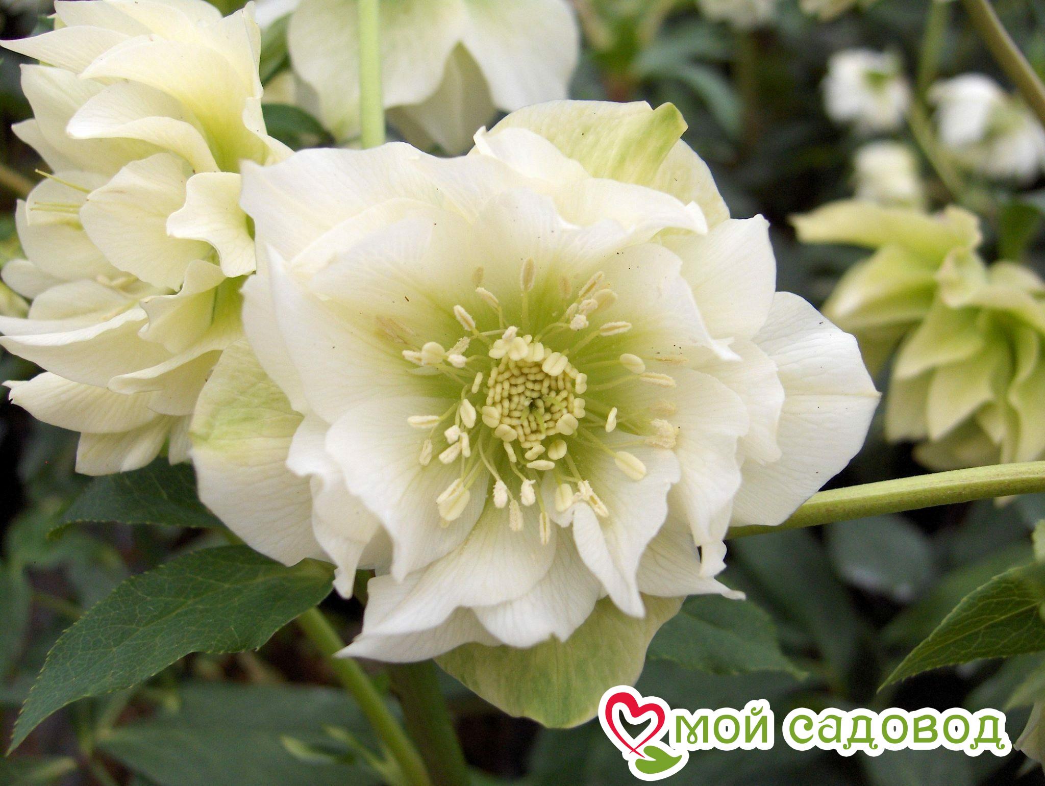 Морозник восточный Дабл Эллен Уайт