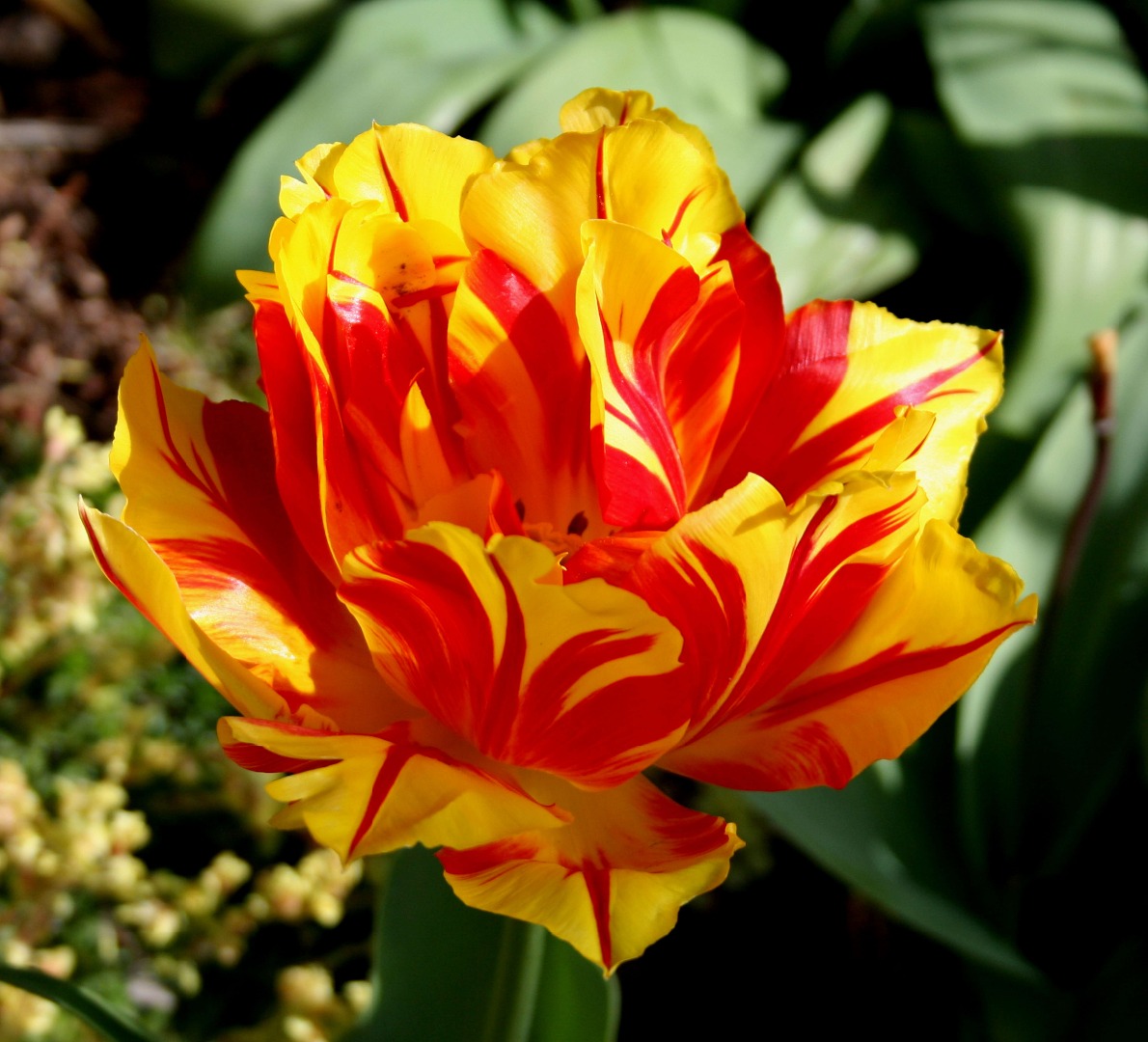 ТЮЛЬПАН МАХРОВЫЙ РАННИЙ МОНЗЕЛА