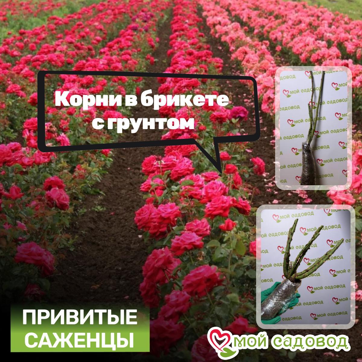 Роза Руби Стар